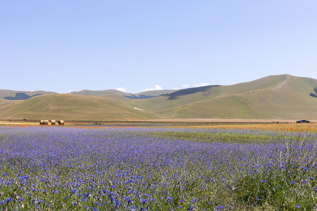 castelluccio fioritura