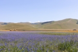 Fioritura Castelluccio: quando andare, come arrivare e cosa fare (guida completa)